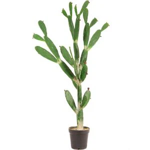 Keinotekoinen kaktus toimistoon