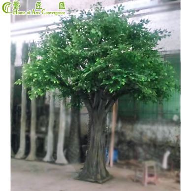 5 m korkea koristeellinen ficus-puu ulkona